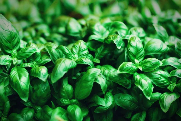 Fresh basil background. Green banner. Food and clean eating concept. Copy space