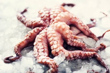 Buz, gri beton zemin üzerine taze çiğ ahtapot. Görünümü en çok, uzay kopyalayın. Kare kırpma