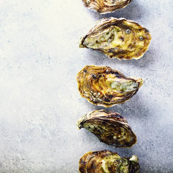 Fresh oysters on white, grey concrete stone background. Top view, copy space. Square crop — Stock Photo, Image