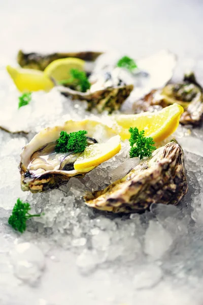 Fresh opened oysters, lemon, herbs, ice on concrete stone grey background. Top view, copy space. Square crop — Stock Photo, Image