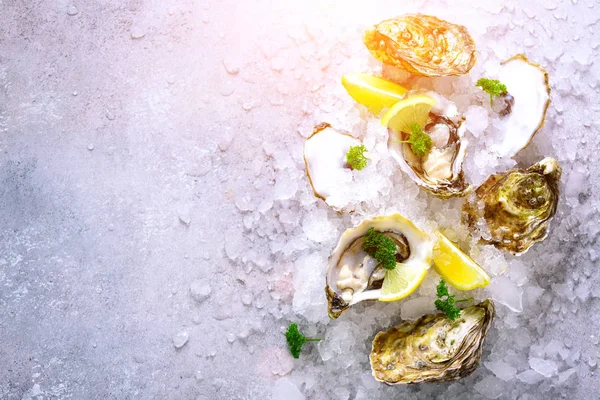 Fresh opened oysters, lemon, herbs, ice on concrete stone grey background. Top view, copy space. Toned sunny effect and sunlights