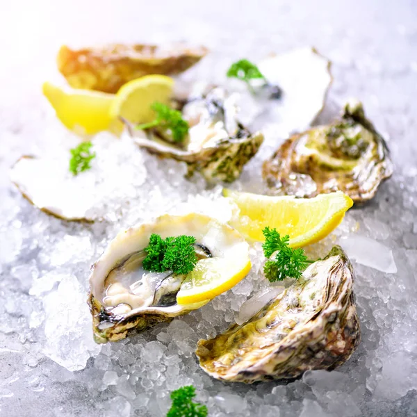 Fresh opened oysters, lemon, herbs, ice on concrete stone grey background. Top view, copy space. Toned sunny effect and sunlights — Stock Photo, Image