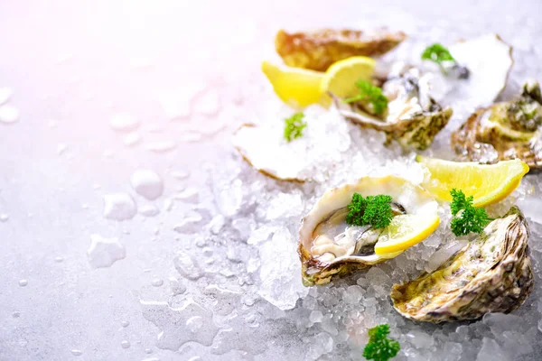 Fresh opened oysters, lemon, herbs, ice on concrete stone grey background. Top view, copy space. Toned sunny effect and sunlights — Stock Photo, Image