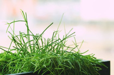 Taze bahar yeşil çim pencerenin yanında. Güneşli sabah. Minimalistc bir yaşam tarzı, sağlık kavramı. Uzay kopyalayın. Retro tonda etkisi. Seçici odak. Afiş.