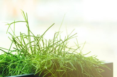 Taze bahar yeşil çim pencerenin yanında. Güneşli sabah. Minimalistc bir yaşam tarzı, sağlık kavramı. Uzay kopyalayın. Retro tonda etkisi. Seçici odak. Afiş.