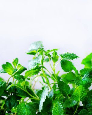 Taze aromatik otlar - melissa, nane, kekik, fesleğen, maydanoz beyaz zemin üzerine yeşil. Başlık kolaj çerçevesi bitkilerden. Boşaltmak. Üstten Görünüm. Tonda etkisi.