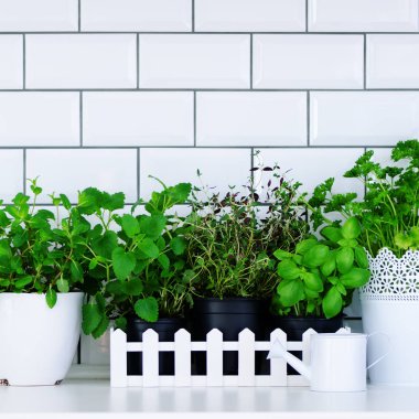 Nane, kekik, fesleğen, maydanoz - aromatik mutfak otlar içinde beyaz ahşap krater mutfak masasında, tuğla döşeme arka plan. Mutfak baharat bitkileri saksı. Minimalist yaşam tarzı kavramı. Boşaltmak