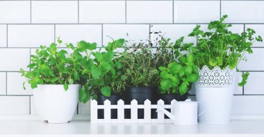 Minimalist mutfak tasarımı. Nane, kekik, fesleğen, maydanoz - aromatik mutfak otlar içinde beyaz ahşap krater mutfak masasında, tuğla döşeme arka plan. Yaşam tarzı kavramı. Boşaltmak