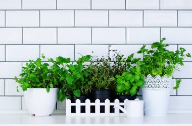 Minimalist mutfak tasarımı. Nane, kekik, fesleğen, maydanoz - aromatik mutfak otlar içinde beyaz ahşap krater mutfak masasında, tuğla döşeme arka plan. Yaşam tarzı kavramı. Boşaltmak