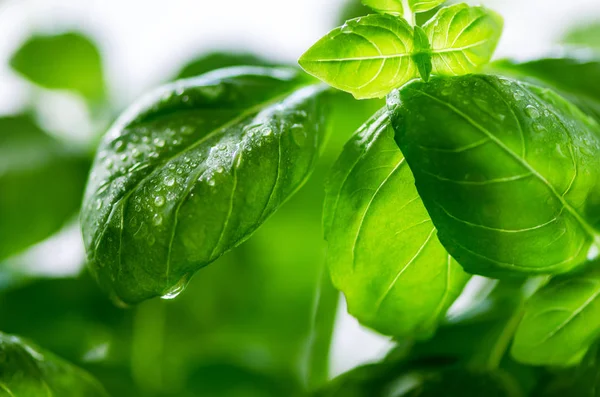 Hojas de albahaca fresca, hierba con gotas de agua y luz solar sobre fondo blanco. Macro. De cerca. Copiar espacio . —  Fotos de Stock