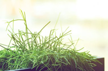 Taze yeşil uzun çiçek, çimen güneşli gün penceresinde karşı modern minimalist ofisindeki siyah kare tencere. Kasaba Görünümü penceresinden. Uzay kopyalayın. Tonda etkisi.