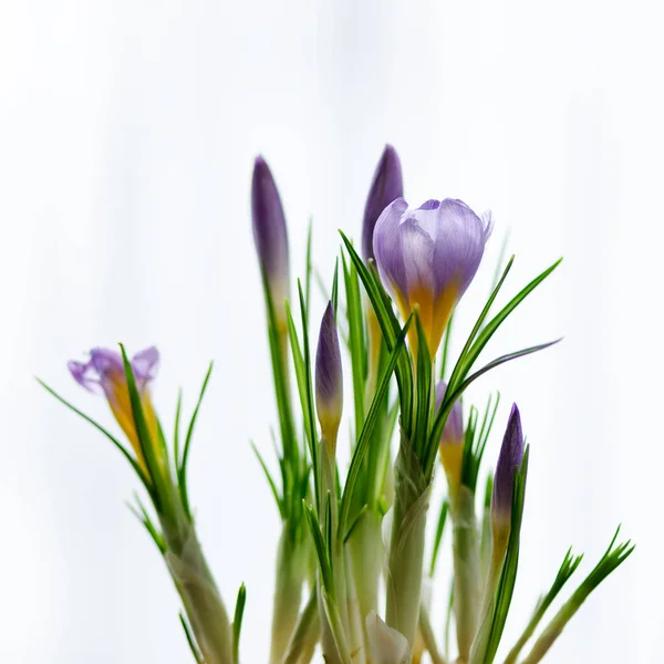 Hermosos cocodrilos violeta púrpura en maceta sobre fondo blanco con copyspace. Concepto de primavera. Espacio libre para tu texto . —  Fotos de Stock