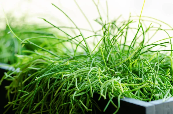 Green Plants atau Grass in black Container, pot for Home, Restaurant, Cafe dan Office Decoration. Musim semi dan musim panas. Konsep gaya hidup minimalis . — Stok Foto