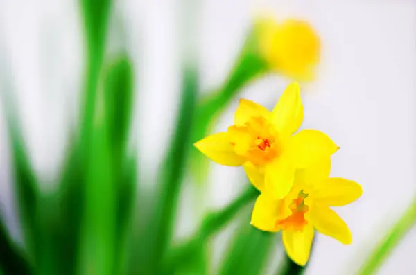 Leuchtend gelbe Narzissen, Narzissen. Frühling und Ostern. Freiraum für Ihren Text. — Stockfoto