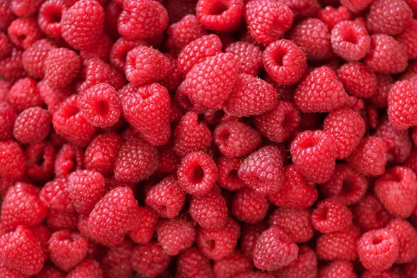 Frambuesas orgánicas frescas con hojas de menta. Fondo de fruta con espacio de copia. Concepto de cosecha de verano y bayas. Vegano, vegetariano, alimentos crudos . — Foto de Stock