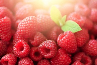 Taze organik ahududu nane ile bırakır. Meyve arka plan kopya alanı ile. Hasat kavramı yaz ve çilek. Vegan, vejetaryen, çiğ gıda.