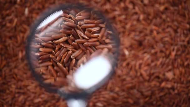 Nyers bio rizs bogyó, barna rizs kevert textúra forgó háttérrel. Az élelmiszer-összetevő fogalma. Top view, egészséges életmód — Stock videók