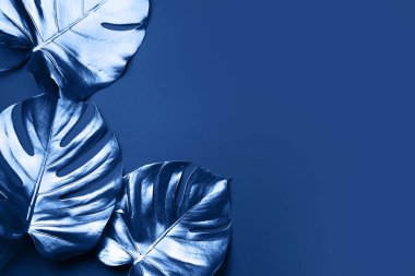 En az düzeyde egzotik yaz trendi. Klasik mavi arka planda tropik palmiye yaprağı. Parlak ve ışıltılı tasarım, moda konsepti.