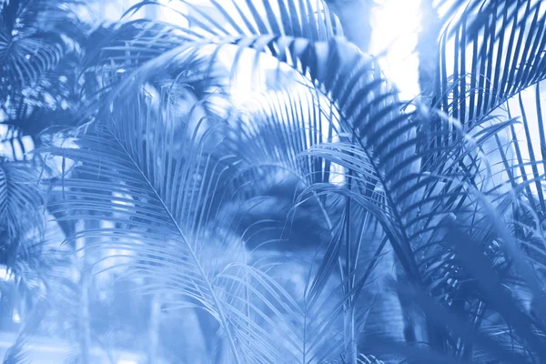 Пальмы с эффектом цветного поп-арта. Винтажное стилизованное фото с утечкой света. Летние пальмы над одноцветным небом. Принято. Модный классический синий фон . — стоковое фото