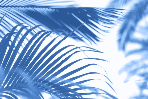 Palms with colorful pop art effect. Vintage stylized photo with light leaks. Summer palm trees over monochrome color sky. Copy space. Trendy classic blue background. — Stock Photo, Image