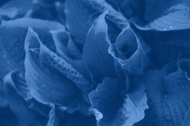 Doğa konsepti. Üst Manzara. Yeşil yaprak dokusu. Tek renkli tropik yaprak arka planı. Modaya uygun mavi ve sakin renk.