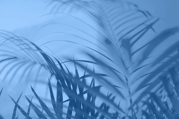 Concept de voyage d'été. Ombre de feuilles de palmier exotiques est posée sur fond de couleur monochrome. Bannière avec espace de copie. Couleur bleu tendance et calme . — Photo