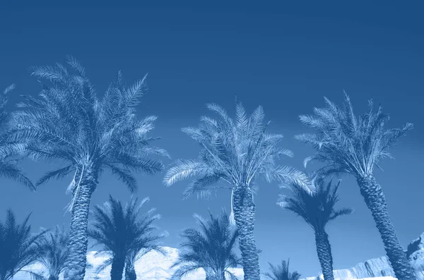 Trópusi pálmafák a monokróm égbolt felett. Nyári és utazási koncepció. Nyaralási háttér. Trendi kék és nyugodt szín. Pálmafalevelek és ágak textúrája fénymásolási hellyel. Zászlós. — Stock Fotó