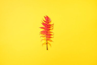 Sarı arka planda kırmızı, yeşil ve sarı sonbahar yaprakları var. Üst Manzara. Uzayı kopyala Staghorn Sumac ağacının çok renkli yapraklı dalı