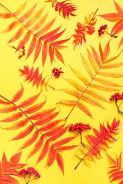 Sarı arka planda renkli sonbahar yapraklarının yaratıcı düzeni. Üst Manzara. Düz yatıyordu. Sonbahar konsepti. Sezon deseni