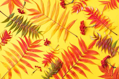 Sarı arka planda renkli sonbahar yapraklarının yaratıcı düzeni. Üst Manzara. Düz yatıyordu. Sonbahar konsepti. Sezon deseni