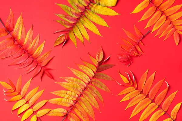 Creatieve lay-out van kleurrijke herfstbladeren over rode achtergrond. Bovenaanzicht. Plat gelegd. Herfstconcept. Seizoenpatroon — Stockfoto