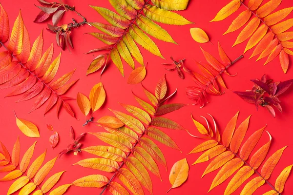 Творче компонування барвистих осінніх листя на червоному тлі. Вид зверху. Пласка лежала. Осіння концепція. Шаблон сезону — стокове фото