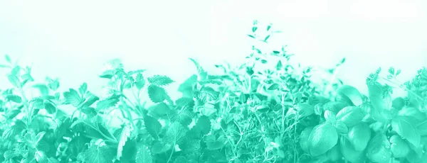 Zelené čerstvé aromatické bylinky - melissa, máta, tymián, bazalka, petržel na neonovém pozadí. Rámeček koláže z rostlin. Moderní zelená a tyrkysová barva. — Stock fotografie