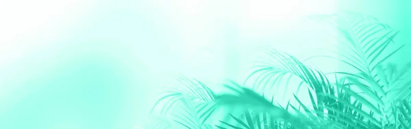 Concepto de viaje de verano. Sombra de hojas de palma exóticas se extiende sobre fondo de color menta. Banner con espacio de copia. Color verde y turquesa de moda . — Foto de Stock