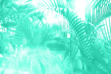 Gökyüzünde palmiye ağaçları. Yaz, tatil ve seyahat konsepti. Güneş ışığı etkisindeki palmiye dalları. Tasarım için modaya uygun nane rengi arkaplanı. Moda yeşili ve turkuaz rengi. Tropik orman manzarası