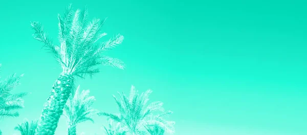 Тропические пальмы над мятным небом. Концепция лета и путешествий. Отдых. Традиционный зеленый и бирюзовый цвет. Текстура пальмовых листьев и ветвей с копировальным пространством. Баннер . — стоковое фото