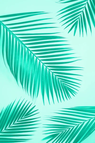 Tropical palm leaves on mint background. Minimal summer concept. Trendy green and turquoise color. Creative flat lay with copy space. Top view green leaf on punchy paper