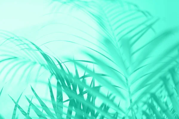 Summer travel concept. Shadow of exotic palm leaves is laying on mint color background. Banner with copy space. Trendy green and turquoise color. — Stock fotografie