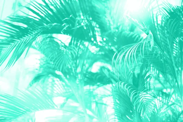 Palmbomen boven de hemel. Zomer, vakantie en reizen concept. Palmtakken met zonlicht effect. Trendy muntkleur achtergrond voor design. Trendy groene en turquoise kleur. Tropisch uitzicht op de jungle — Stockfoto