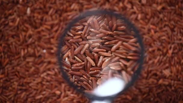 Baies de riz bio crues, texture mélangée de riz brun sur fond rotatif. Concept d'ingrédient alimentaire. Vue d'ensemble, mode de vie sain — Video