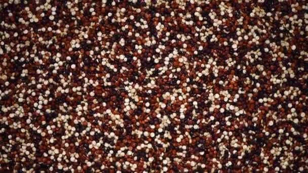 Quinoa orgânica crua multicolor em fundo rotativo. Ingredientes alimentares saudáveis. Espaço de cópia — Vídeo de Stock