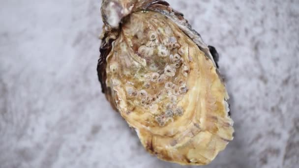 Fresh oysters on grey marble rotating background. Seafood plate — Stock Video