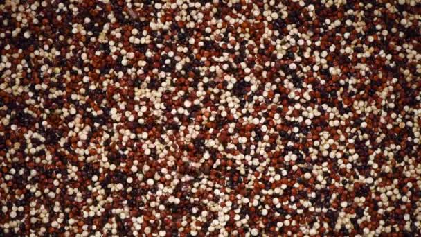 Multicolor rå ekologisk quinoa på roterande bakgrund. Hälsosamma livsmedelsingredienser. Kopiera utrymme — Stockvideo