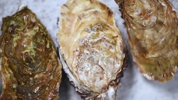 Frische Austern auf grauem Marmor rotierendem Hintergrund. Fischteller — Stockvideo