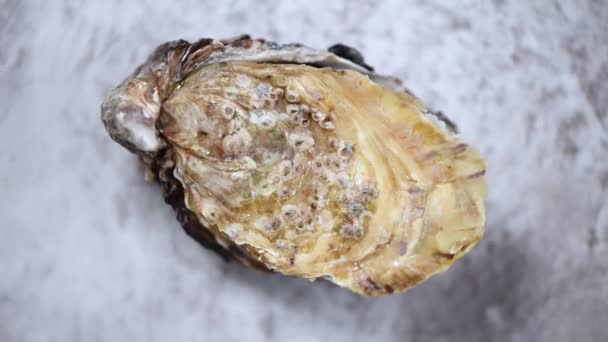 Färska ostron på grå marmor roterande bakgrund. Fisk och skaldjur — Stockvideo