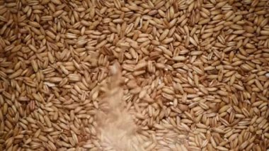 Arka planda yulaf taneleri var. Yemek malzemesi geçmişi. Tahıl ve tohum dokusu. Üst düzey, sağlıklı yaşam tarzı konsepti. Vejetaryen sağlıklı beslenme. Yemek pişirme süreci.