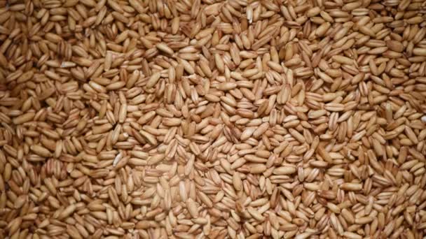 Oat grains on rotating background. Food ingredient background. Grains and seeds texture. Top view, healthy lifestyle concept. Vegan healthy nutrition. Cooking process. — Stock Video