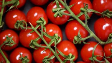 Arka planda vişneli domatesler. Üst Manzara. Vegan ve çiğ gıda konsepti. Bir avuç taze kırmızı domates.