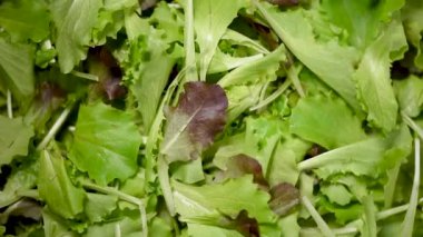 Yeşil salata arka planda kalır. Çiğ organik sebzeler. Üst Manzara. Vejetaryen diyeti ve vejetaryen gıda konsepti.