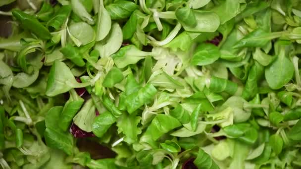 Mircogreens de graines à salade sur fond rotatif. Légumes biologiques crus. Vue de dessus. Alimentation végétalienne et concept de nourriture végétarienne . — Video